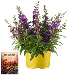Bild von Ms P12 Angelonia Purple